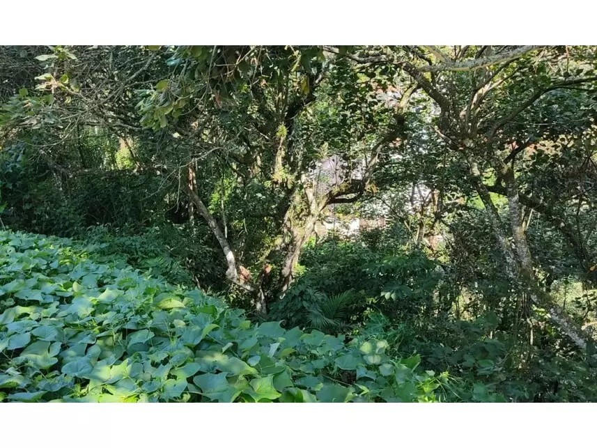 Imagem 4 - Alameda das Quaresmeiras, s/n - Lote 21, Quadra 28, Condomínio Arujá Country Club - Caputera - Arujá / SP