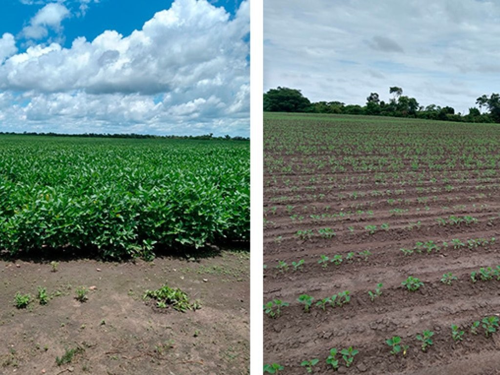 Imagem 4 - Chapadinha, MA