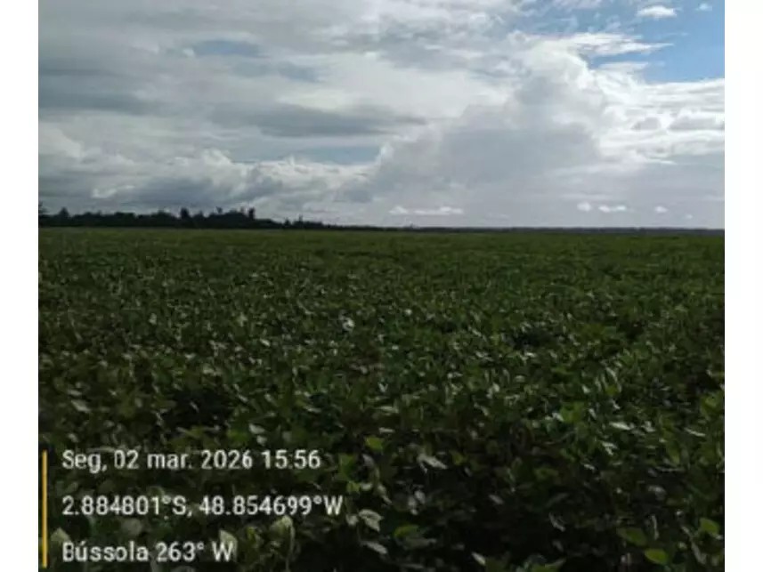 Imagem 2 - Estrada Vicinal da Nove Nova, s/n - Zona Rural - Tailândia / PA