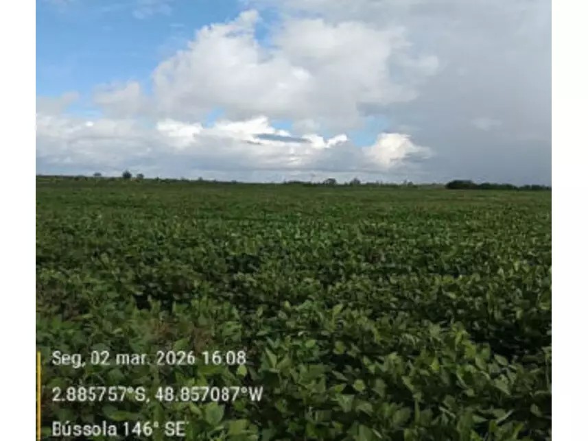 Imagem 3 - Estrada Vicinal da Nove Nova, s/n - Zona Rural - Tailândia / PA