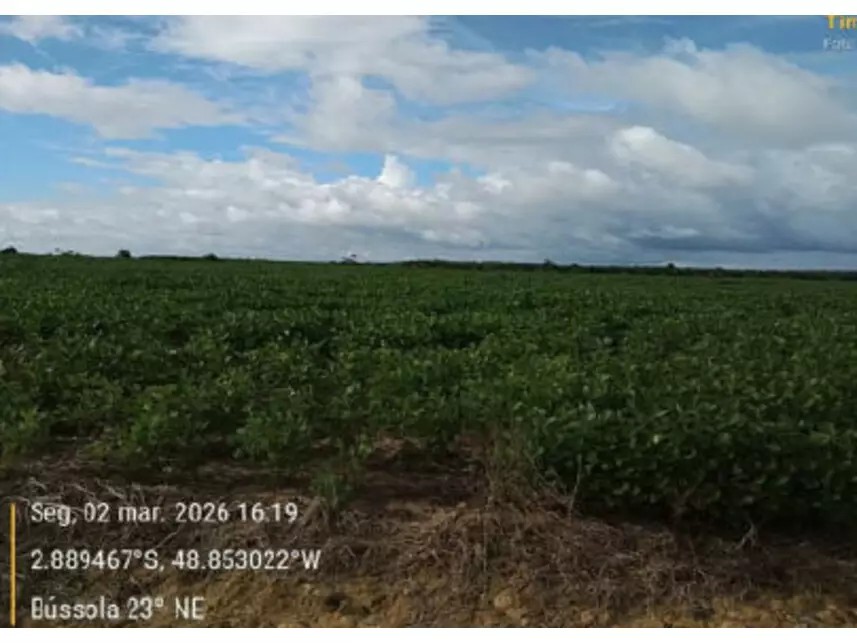 Imagem 6 - Estrada Vicinal da Nove Nova, s/n - Zona Rural - Tailândia / PA