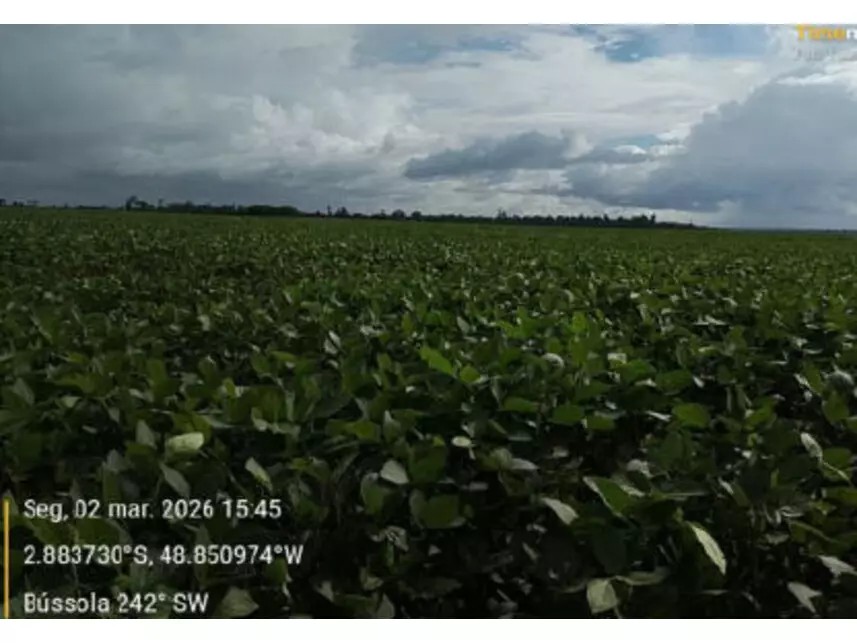 Imagem 8 - Estrada Vicinal da Nove Nova, s/n - Zona Rural - Tailândia / PA