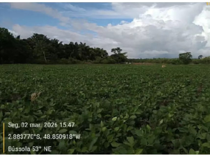 Imagem 9 - Estrada Vicinal da Nove Nova, s/n - Zona Rural - Tailândia / PA