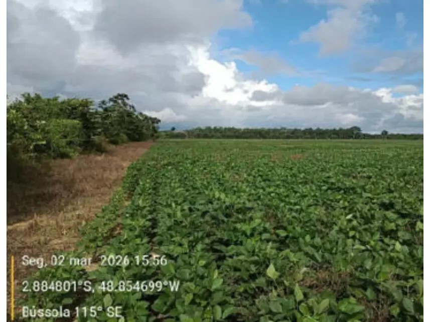 Imagem 13 - Estrada Vicinal da Nove Nova, s/n - Zona Rural - Tailândia / PA