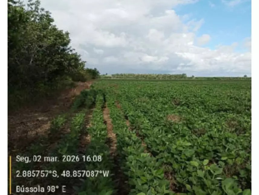 Imagem 14 - Estrada Vicinal da Nove Nova, s/n - Zona Rural - Tailândia / PA
