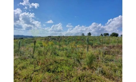 Imagem 7 - estratégica: apenas 3,5 km da BR-392 e 6 km do centro comercial e administrativo de São Sepé/RS