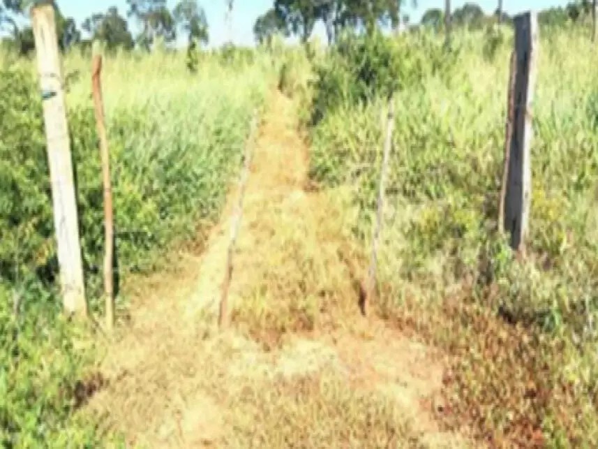 Imagem 4 - Fazenda Caraça, s/n - Zona Rural - Estreito / MA