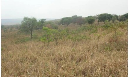 Imagem 4 - Fazenda Queiroz, Claraval