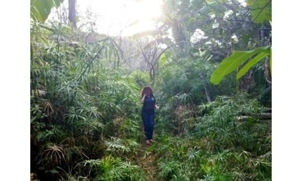 Imagem 3 - Fazenda Santana