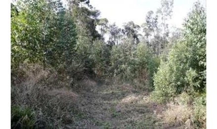 Imagem 5 - Linha Dona Ernestina