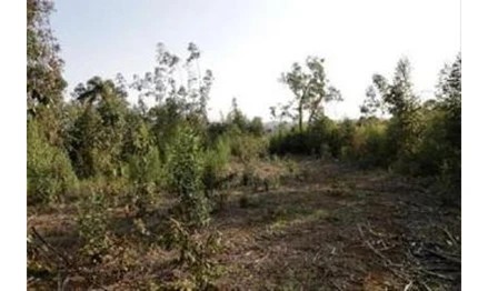 Imagem 7 - Linha Dona Ernestina