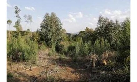 Imagem 8 - Linha Dona Ernestina