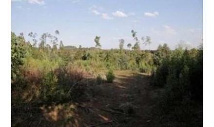 Imagem 9 - Linha Dona Ernestina