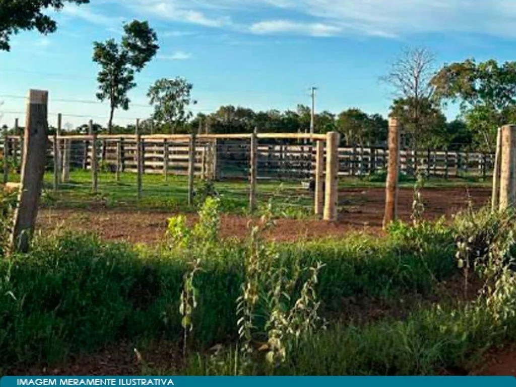 Imagem 5 - Peixe, TO