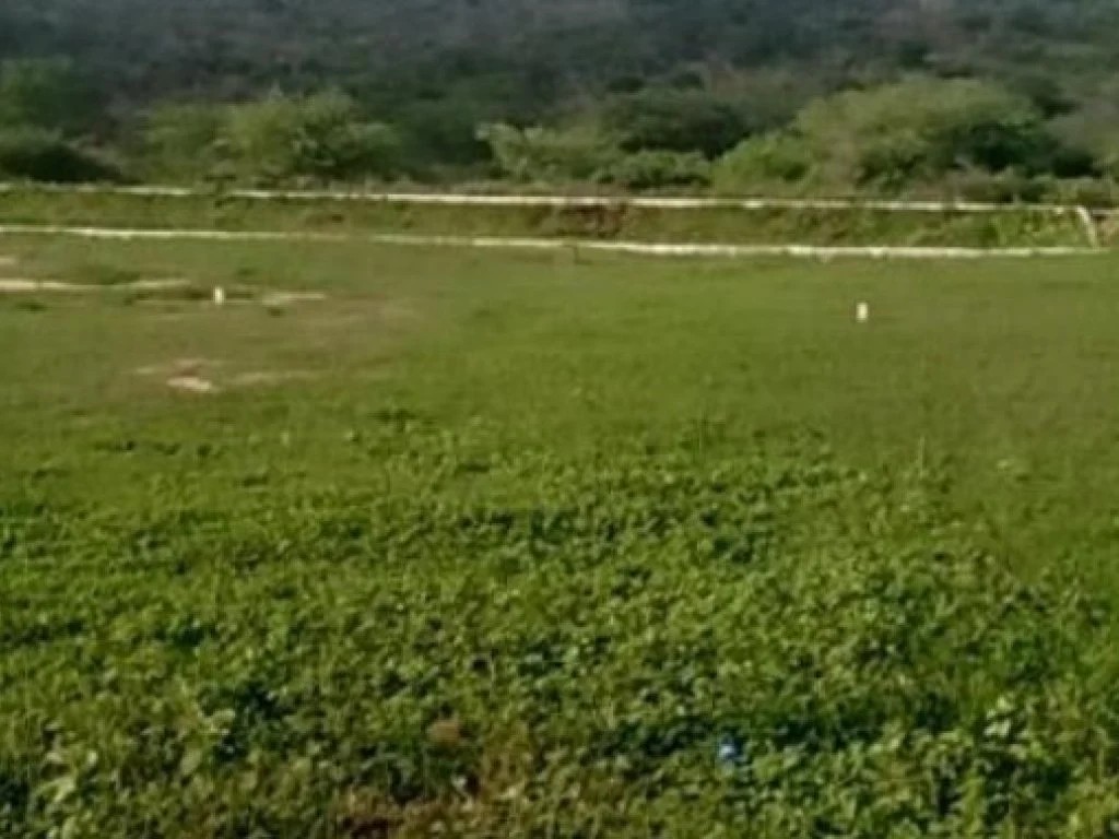 Imagem 3 - Rodovia BR-PE 160, Lts 03 à 07 e 09 à 12 da Qd B, Lts 11 e 12 da Qd D e Lts 11, 16 e 17 da Qd E, Loteamento Deus é Fel, Jataúba, PE