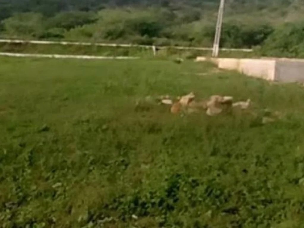 Imagem 4 - Rodovia BR-PE 160, Lts 03 à 07 e 09 à 12 da Qd B, Lts 11 e 12 da Qd D e Lts 11, 16 e 17 da Qd E, Loteamento Deus é Fel, Jataúba, PE