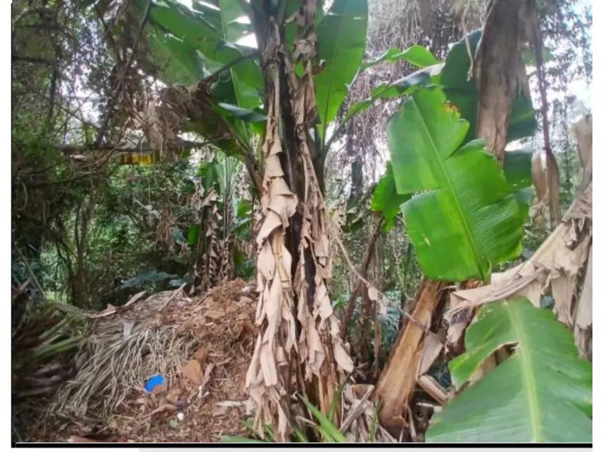 Imagem 3 - Rua Campo das Princesas, s/n - Moinho Velho - Cotia / SP