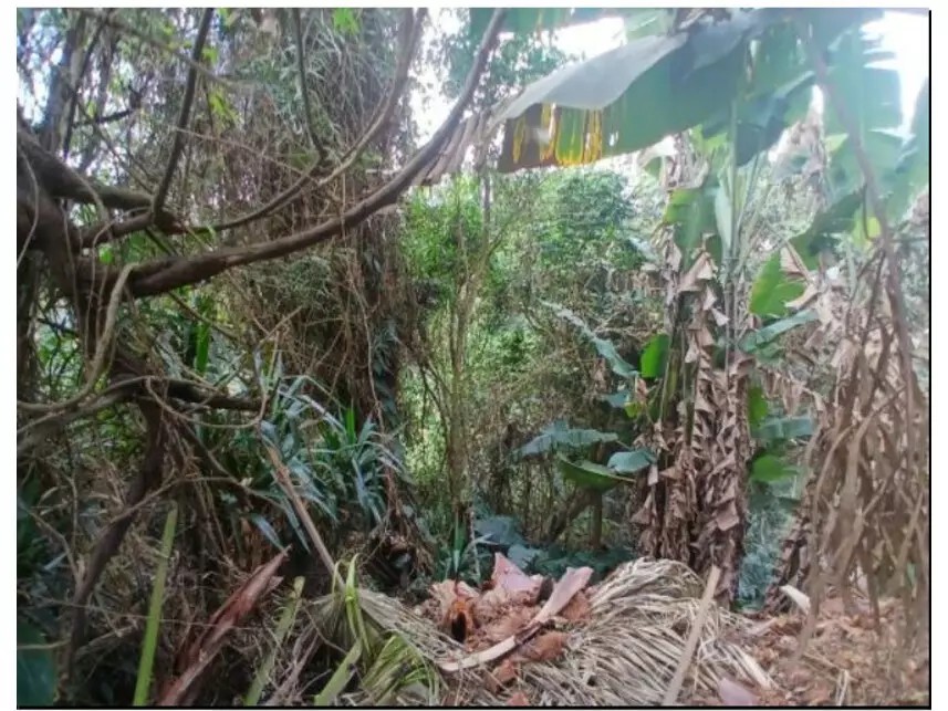 Imagem 4 - Rua Campo das Princesas, s/n - Moinho Velho - Cotia / SP