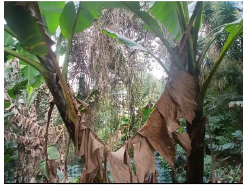 Imagem 5 - Rua Campo das Princesas, s/n - Moinho Velho - Cotia / SP