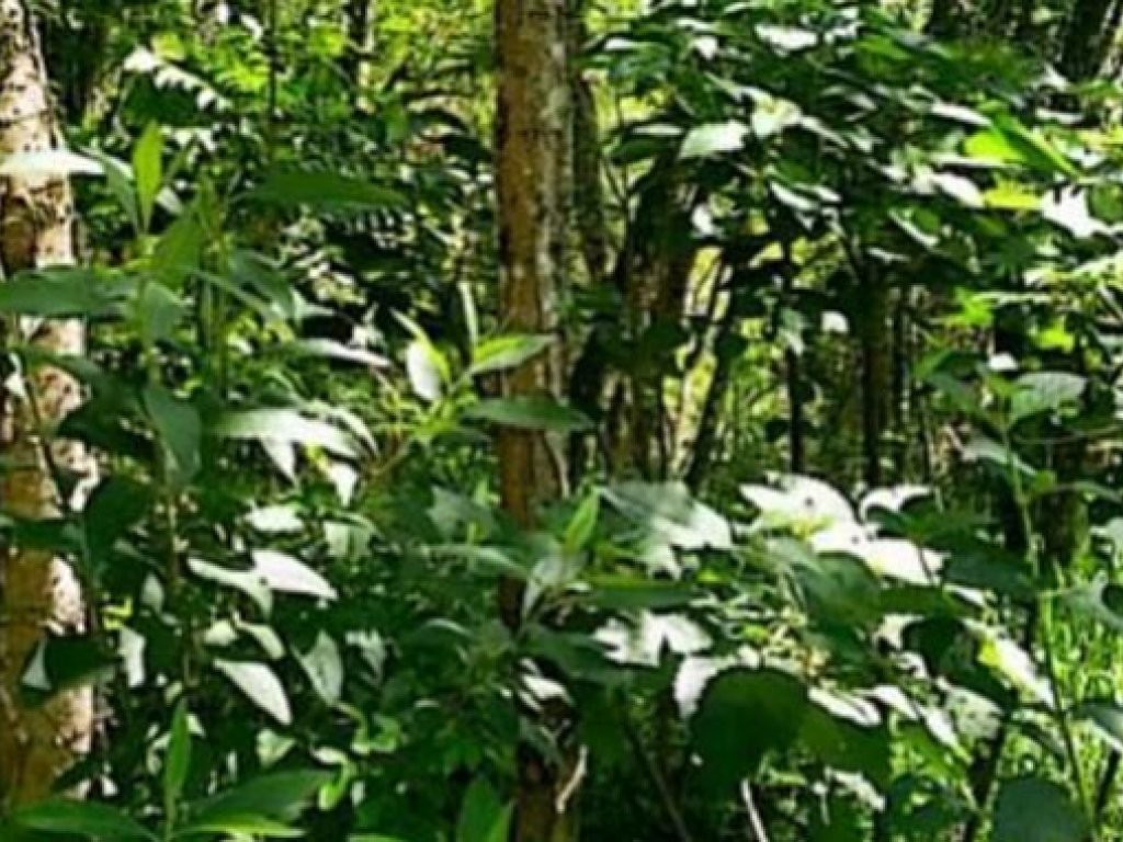 Imagem 3 - Rua dos Manacás, Lote 04, Condomínio Nova Suíça - Bairro dos Lopes, Valinhos, SP