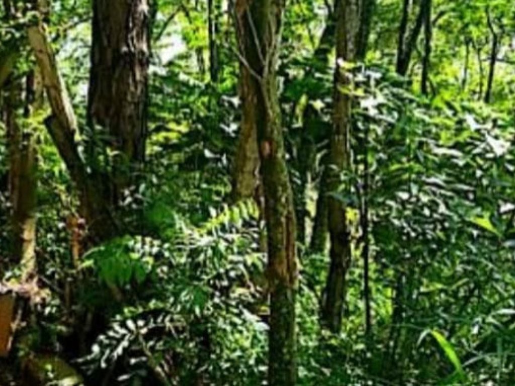 Imagem 5 - Rua dos Manacás, Lote 04, Condomínio Nova Suíça - Bairro dos Lopes, Valinhos, SP