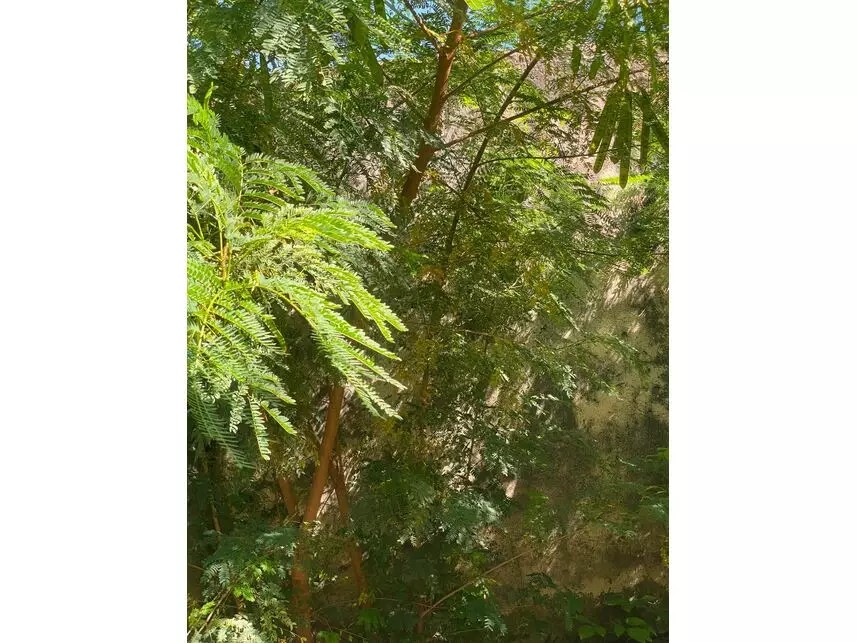 Imagem 18 - Rua João Antônio da Silva, 87 - Parque Brasília - Campinas / SP