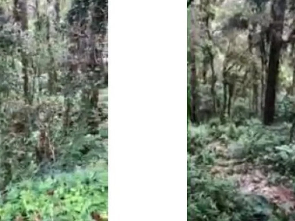 Imagem 3 - Rua Safira, Lts. 24, 25 e 26, Jardim das Pérolas, Campos do Jordão, SP