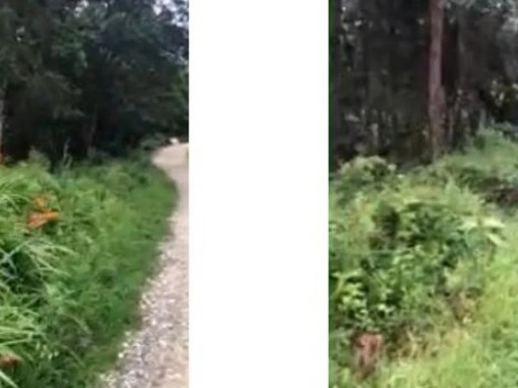 Imagem 4 - Rua Safira, Lts. 24, 25 e 26, Jardim das Pérolas, Campos do Jordão, SP