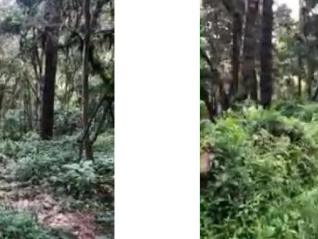 Imagem 5 - Rua Safira, Lts. 24, 25 e 26, Jardim das Pérolas, Campos do Jordão, SP