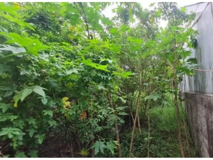 Imagem 3 - Rua Zodíaco, S/n - Lote 25 Quadra 07 - Jardim Textil - São Paulo / SP